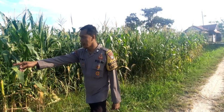 Monitoring Lahan yg telah ditanam Jagung Pipil di Lahan Ketahanan Pangan Polsek Sukajadi