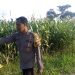 Monitoring Lahan yg telah ditanam Jagung Pipil di Lahan Ketahanan Pangan Polsek Sukajadi
