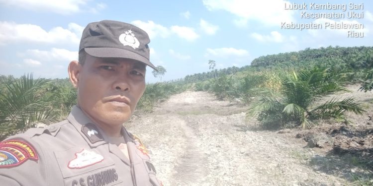 Polsek Ukui Monitoring Jagung 2 Hektar di Lubuk Kembang Sari, Tunas Muda Tumbuh Subur