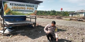 Polsek Kuantan Tengah Tinjau Ketahanan Pangan Jagung Pipil di Desa Koto Sentajo, Tanaman Tumbuh Baik
