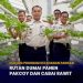 Dukung Program Ketahanan Pangan, Rutan Dumai Panen Pakcoy dan Cabai Rawit