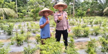 Polsek Bunut Kunjungi Kebun Cabe 500 Batang di Desa Angkasa, Dukung Ketahanan Pangan