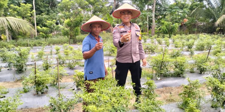 Polsek Bunut Kunjungi Kebun Cabe 500 Batang di Desa Angkasa, Dukung Ketahanan Pangan