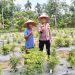 Polsek Bunut Kunjungi Kebun Cabe 500 Batang di Desa Angkasa, Dukung Ketahanan Pangan