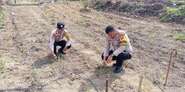 Polisi Cinta Petani, Polsek Kuantan Mudik Lakukan Pengecekan Tanaman Jagung Pipil
