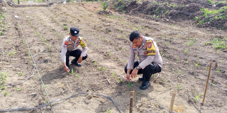 Polisi Cinta Petani, Polsek Kuantan Mudik Lakukan Pengecekan Tanaman Jagung Pipil