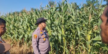 Wakapolres Pelalawan dan Kapolsek Pangkalan Kuras Cek 40 Hektare Jagung, Dalam Program Ketahanan Pangan