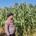 Wakapolres Pelalawan dan Kapolsek Pangkalan Kuras Cek 40 Hektare Jagung, Dalam Program Ketahanan Pangan