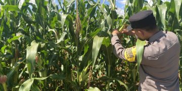 Polsek Pangean Lakukan Pengecekan Tanaman Jagung Ketahanan Pangan di Desa Rawang Binjai