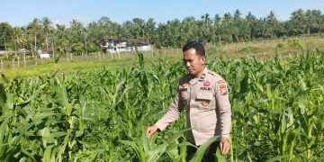 Polsek Kuantan Mudik Cek Perkembangan Tanaman Jagung Pipil Dukung Swasembada Pangan 2026