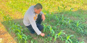 Polres Rokan Hulu Perkuat Ketahanan Pangan Nasional, Cek Kesiapan Tanaman Jagung di Lahan 6 Hektare