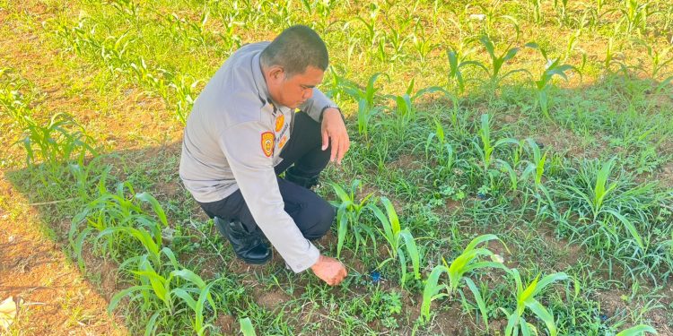 Polres Rokan Hulu Perkuat Ketahanan Pangan Nasional, Cek Kesiapan Tanaman Jagung di Lahan 6 Hektare