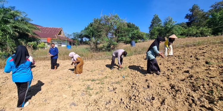 Polsek Pkl. Lesung Tanam Jagung 0,5 Hektare Bareng KWT Mulya Subur, Dukung Ketahanan Pangan dari Desa