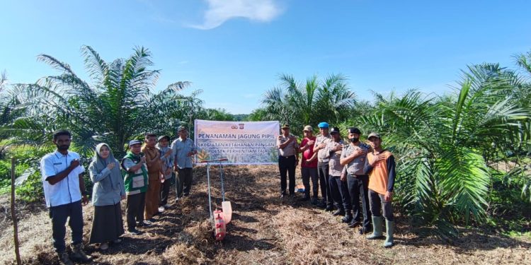 PENANAMAN JAGUNG PIPIL KUARTAL II BERLANGSUNG – POLSEK PERHENTIAN RAJA HADIR BERSAMA PETANI