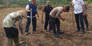 KAPOLSEK KKH HADIR PENANAMAN JAGUNG PIPIL TUMPANG SARI – 0,5 HECTARE LAHAN DUKUNG KETAHTANAN PANGAN