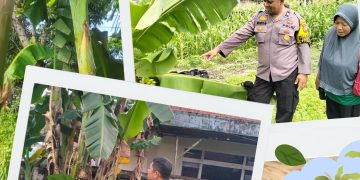 Polresta Pekanbaru Bergerak Nyata Dukung Ketahanan Pangan, Polsek Limapuluh Monitoring Tanaman Bergizi Warga