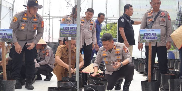 Kapolsek Pangkalan Kerinci Launching Melon Madu Honey Globe di Green House Smart Farming, Polri Hadir untuk Ketahanan Pangan