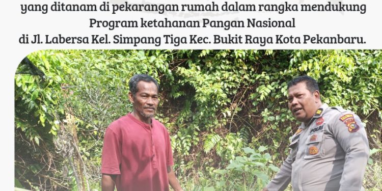 Polsek Bukit Raya Ajak Warga Dukung Ketahanan Pangan Dengan Menanam Tanaman Pangan Di Pekarangan Rumah.