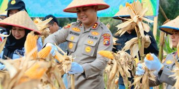 Dukung Swasembada Pangan, Polres Siak Gelar Panen Raya Jagung di Kampung Rantau Bertuah, Kapolres Apresiasi Kolaborasi Semua Pihak