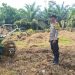 Polsek Logas Tanah Darat Cek Kesiapan Lahan Jagung di Desa Rambahan untuk Dukung Swasembada Pangan 2026