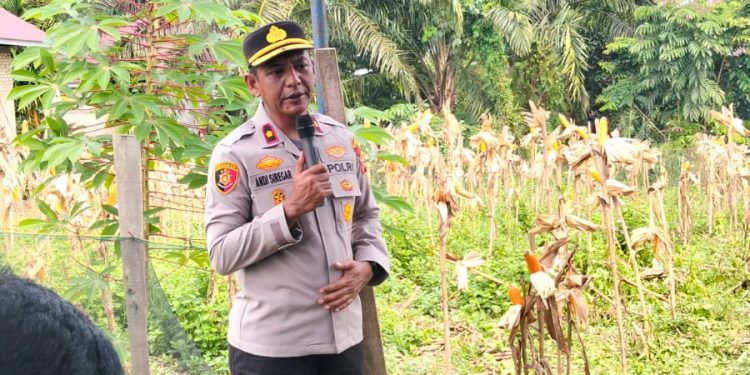 Polsek Kampar Kiri Berhasil Laksanakan Panen Raya,Hasil Dijual Ke Bulog