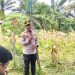 Polsek Kampar Kiri Berhasil Laksanakan Panen Raya,Hasil Dijual Ke Bulog