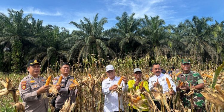 Panen Raya Jagung Pipil di Desa Sumber Datar, Polres Kuantan Singingi Perkuat Ketahanan Pangan Nasional.