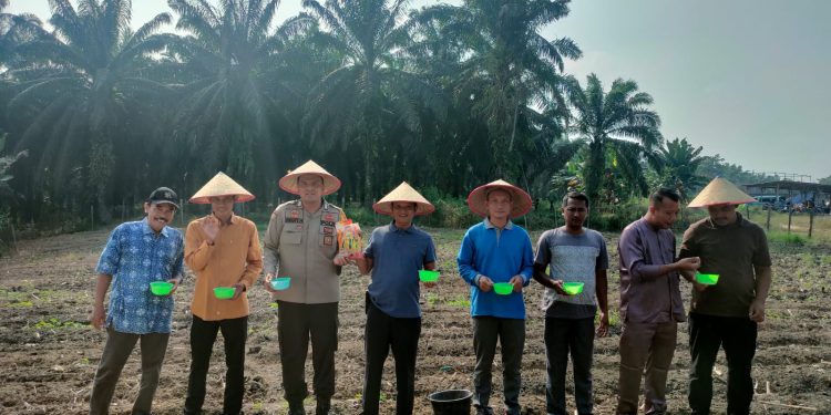 PENANAMAN BIBIT JAGUNG PIPIL DI LAHAN MONOKULTUR DESA SUKA DAMAI DALAM RANGKA MENDUKUNG PROGRAM ASTA CITA PRESIDEN REPUBLIK INDONESIA.