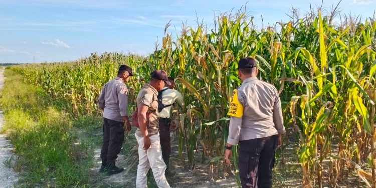 Polsek Bandar Sei Kijang Monitoring Jagung Pipil PT. CDSL, Dukung Program Ketahanan Pangan