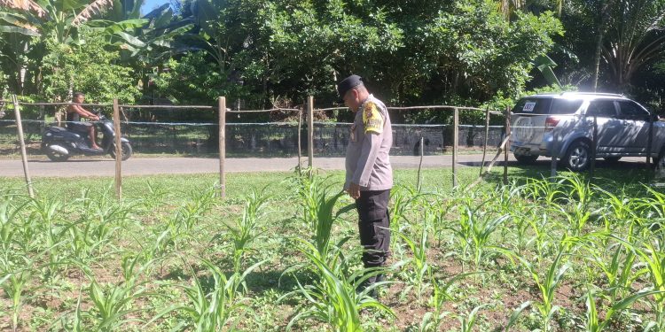 Polsek Hulu Kuantan Cek Perkembangan Tanaman Jagung,  Ketahanan Pangan di Desa Sungai Alah.