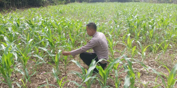 Polisi Cinta Petani, Polsek Kuantan Mudik Cek Perkembangan Jagung Pipil di Desa Air Duri
