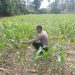 Polisi Cinta Petani, Polsek Kuantan Mudik Cek Perkembangan Jagung Pipil di Desa Air Duri