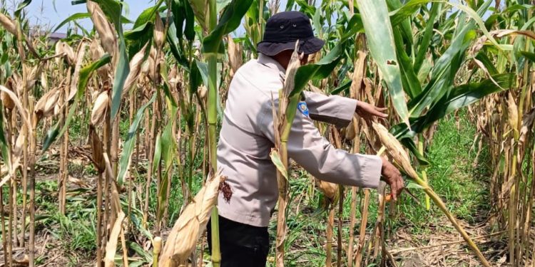 Polri Cinta Petani, Polresta Pekanbaru Dampingi Perawatan Jagung Pipil Demi Ketahanan Pangan Nasional