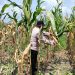 Polri Cinta Petani, Polresta Pekanbaru Dampingi Perawatan Jagung Pipil Demi Ketahanan Pangan Nasional
