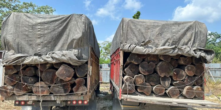 Satreskrim Polres Pelalawan Ungkap Illegal Logging di Lintas Timur Km 80, 2 Sopir Truk Kayu Mahang Tanpa Dokumen Diamankan