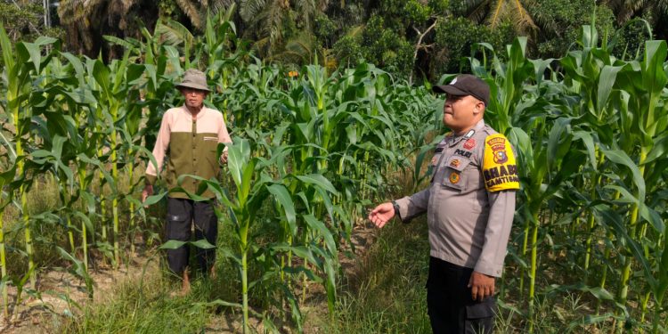 Dukung Ketahanan Pangan , Polsek Ukui Monitoring Jagung Pipil Swadaya 1 Ha di Bukit Gajah