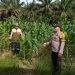Dukung Ketahanan Pangan , Polsek Ukui Monitoring Jagung Pipil Swadaya 1 Ha di Bukit Gajah