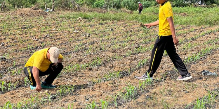 Bersama BUMN Dan Kelompok Tani Polres Inhu Dukung Ketahanan Pangan Nasional Dengan Jagung Pipil