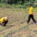 Bersama BUMN Dan Kelompok Tani Polres Inhu Dukung Ketahanan Pangan Nasional Dengan Jagung Pipil
