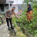 Polsek Sukajadi Sambang Kebun Terung Warga Binaan Dalam Rangka mendukung Ketahanan Pangan