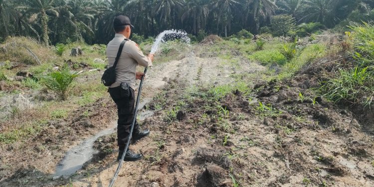 Sirami Jagung Pipil di Lahan TKD Ukui, Polri Jaga Pertumbuhan Tanaman dalam menjamin Swasembada Pangan