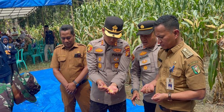 Panen Raya Jagung Pipil Tahap II Polres Kuansing, Kolaborasi Perkuat Ketahanan Pangan Nasional