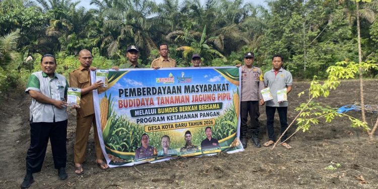 POLSEK TAPUNG HILIR GANDENG BUMDES – PENANAMAN JAGUNG PIPIL 1 HECTARE DENGAN METODE TUMPANG SARI