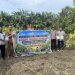 POLSEK TAPUNG HILIR GANDENG BUMDES – PENANAMAN JAGUNG PIPIL 1 HECTARE DENGAN METODE TUMPANG SARI