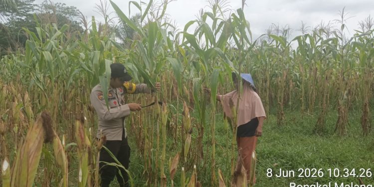 Demi Ketahanan Pangan Nasional, Ini Kegiatan Para Polisi Di Wilayah Hukum Polres Inhu
