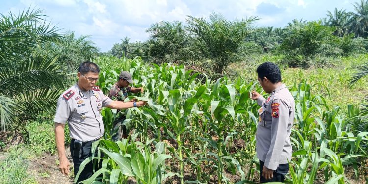 Kapolsek Pkl Kuras Cek Progres Jagung Pipil 12 Ha di KUD Sialang Makmur, dalam program Ketahanan pangan