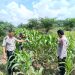 Kapolsek Pkl Kuras Cek Progres Jagung Pipil 12 Ha di KUD Sialang Makmur, dalam program Ketahanan pangan