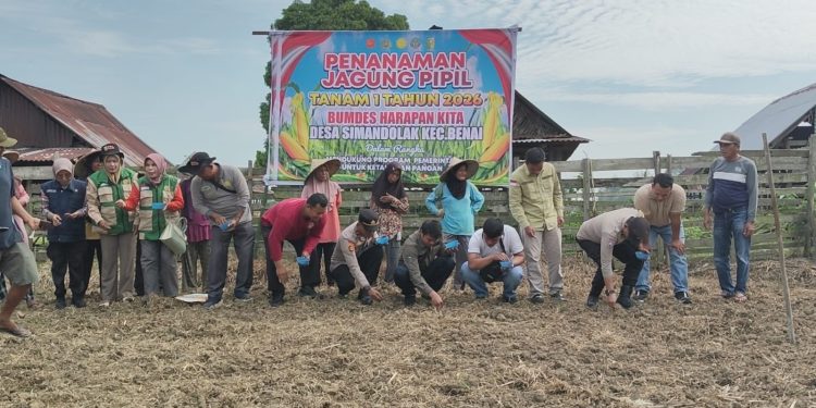 Polsek Benai Dukung Swasembada Pangan 2026 Melalui Penanaman Jagung Pipil di Desa Simandolak