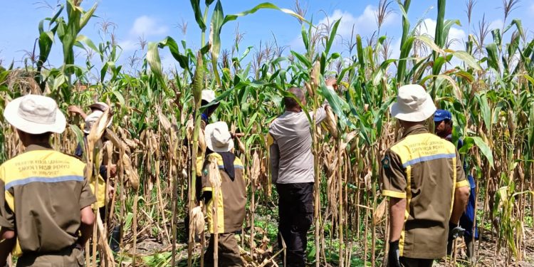 Polsek Bukit Raya, Petani dan Siswa SMK Lakukan Perawatan Jagung Pipil Menjelang Panen.