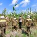 Polsek Bukit Raya, Petani dan Siswa SMK Lakukan Perawatan Jagung Pipil Menjelang Panen.